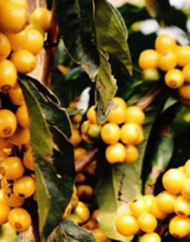 Gebrand Brazil , Semi Washed Arabica, , Yellow Bourbon, NY 2/3, Screen 17/18